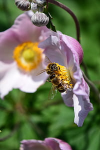 anémona, Anemone nemorosa, flores, abejas, flor, insectos, Espolvorear