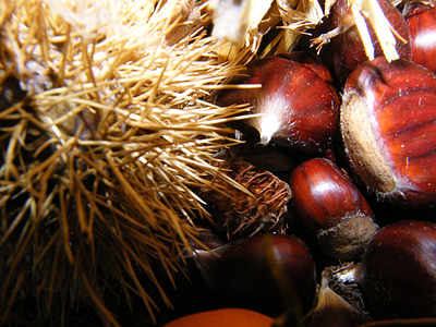 maroni, sweet chestnuts, autumn, decoration