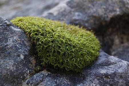 moss, green, nature, stone, structure, plant, green color