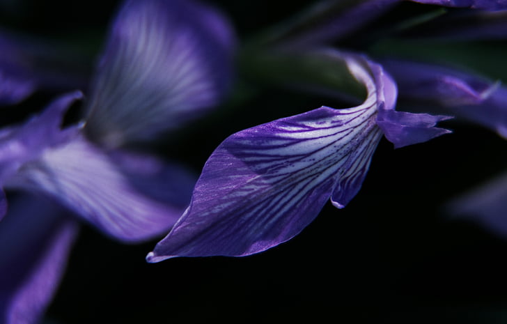 Iris, porpra, tendre, pètal, macro