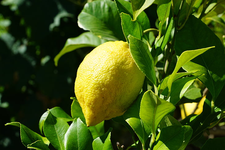 lemon, jeruk, pohon, buah jeruk, Mediterania
