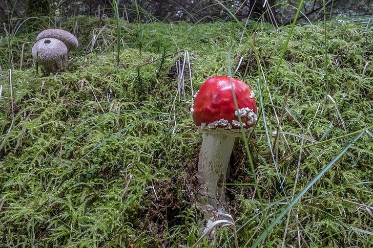 champignon, agaric de mouche, nature, automne, toxique, rouge, Forest