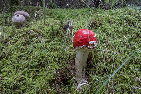 mushroom, fly agaric, nature, autumn, toxic, red, forest