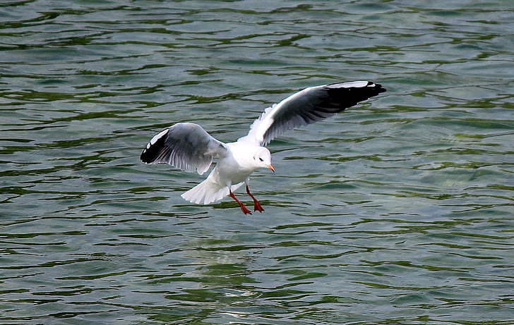 gull, flight, fly, landing, lake, mirroring
