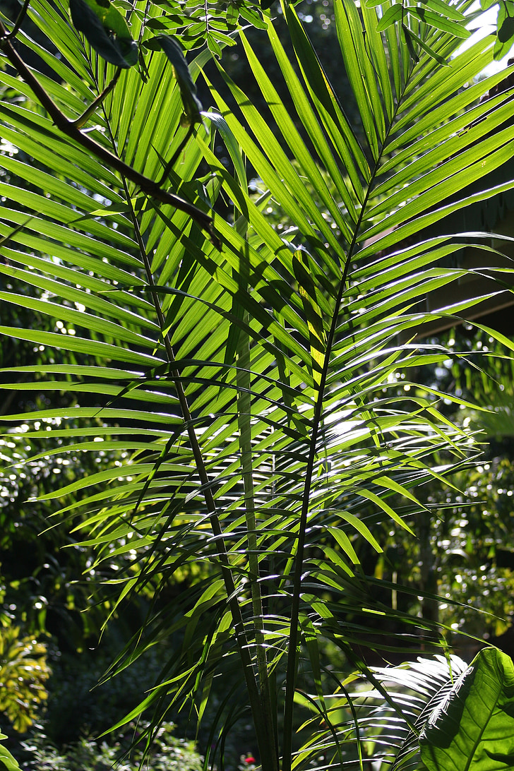 tropical palm, flora, texture, foliage, green, beautiful