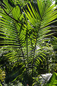 Palma tropical, flora, textura, fullatge, verd, bonica