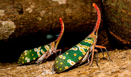 auchenorrhyncha, бил kerfe, canthigaster цикада, затвори, цветни, комбинираните очите, екзотични
