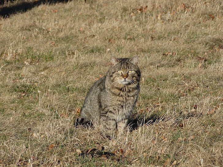 katten, kjæledyr, innenlands cat, kattunge, sittende katten, på gresset