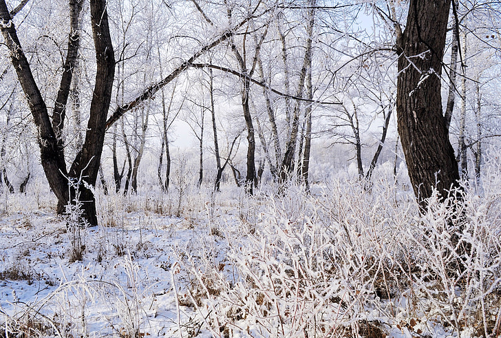 hó, fagy, táj, természet, fák, erdő, hó bankok