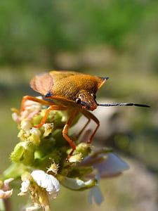 J’ai pentatomid, Dolycoris baccarum, Beetle, en détail