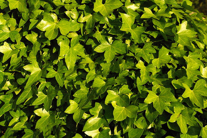 Ivy, vegetácie, Zelená, Ivy listy, svieža, Príroda