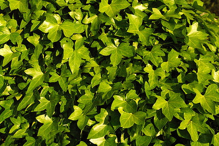 Hera, vegetação, verde, folhas de Hera, exuberante, natureza