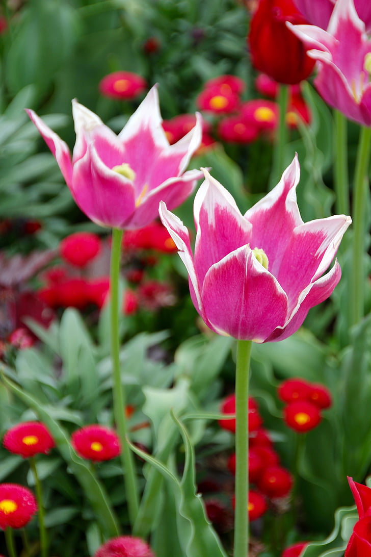 tulipes, Holland, Néerlandais, à double tranchant, fleurs, pistil, printemps