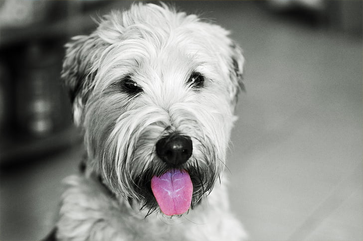 câine, hundeportrait, Terrier-ul irlandez softcoated grau, Terrier, animale, animal de casă, portret de animale