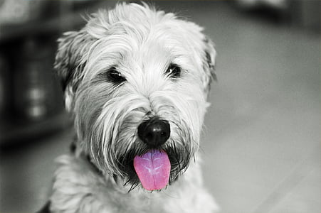 dog, hundeportrait, irish softcoated wheaten terrier, terrier, animals, pet, animal portrait
