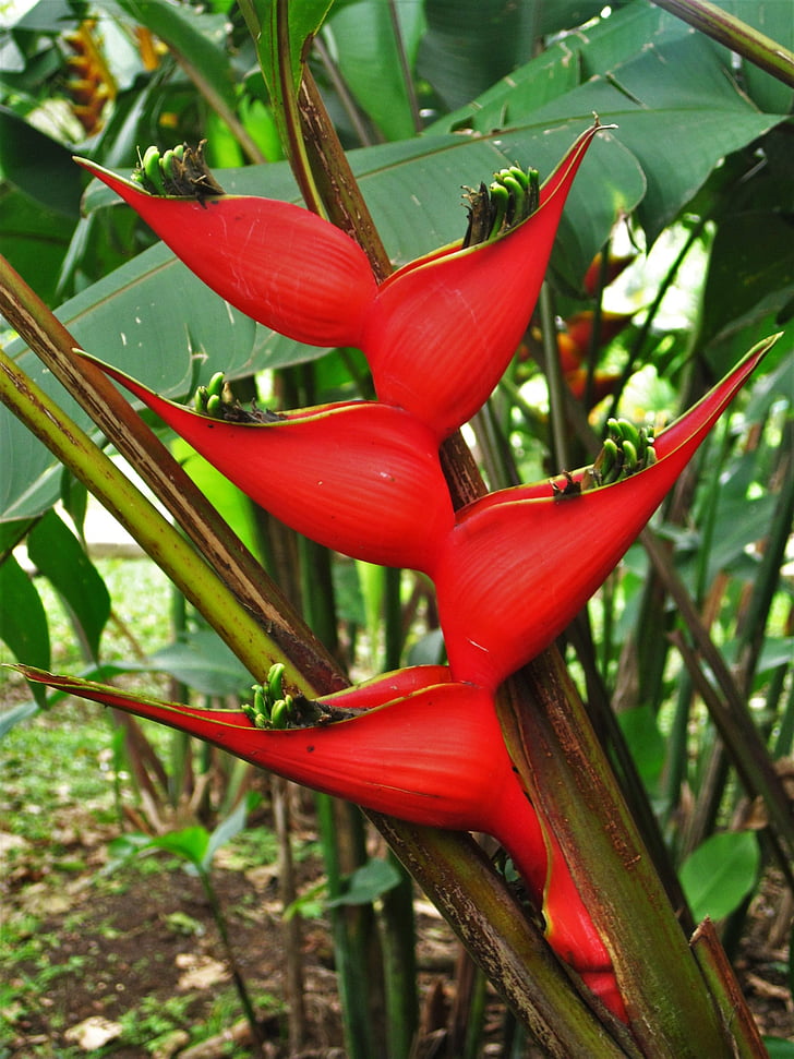 caribbean heliconia, red, caribbean, helikonie, plant, blossom, bloom