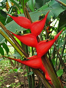 heliconia del Caribe, rojo, Caribe, helikonie, planta, flor, floración