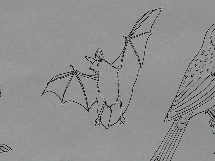 bat, animal, coloring pages, paint, draw, sign template, drawing