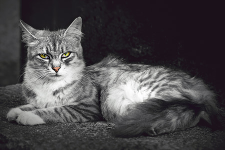 cat, animal, pet, cat's eyes, black and white, fur, rest