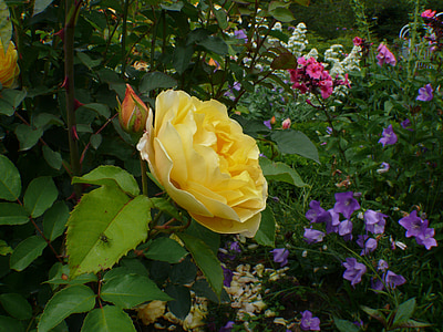 Rosas, amarillo, flor, floración, flor color de rosa, planta, San Valentín