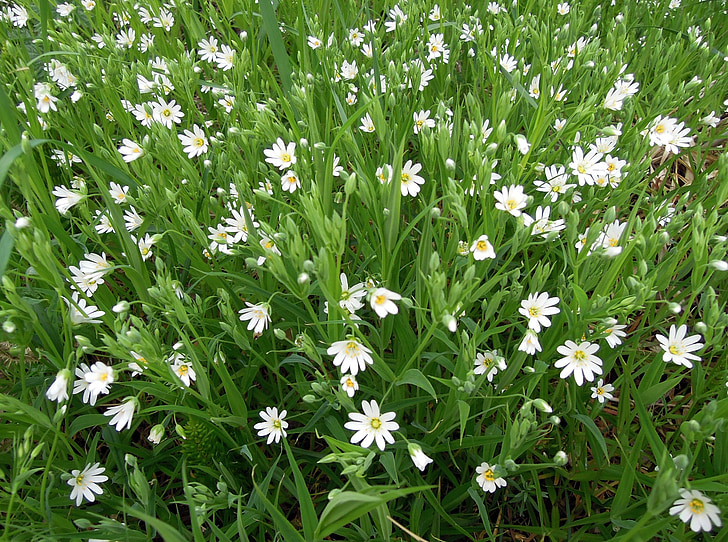 stellaria, white, flowers, bloom, flowers of the field, flower, nature
