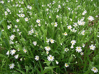 Stellaria, blanc, fleurs, Bloom, fleurs des champs, fleur, nature