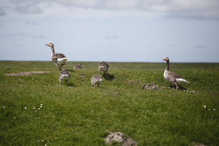 dike, north sea, wild geese, nordfriesland, sea, island, grass