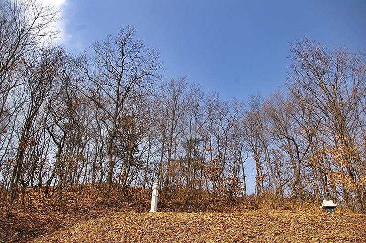 tomb, gravestone, wood, forest, nature, tree, autumn