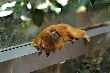 małpa, ogród zoologiczny, Makak