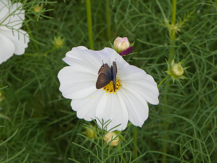kupu-kupu, Cosmos, tari