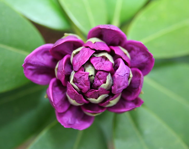 rododendro, flor, Bud, floración, macro, púrpura, planta