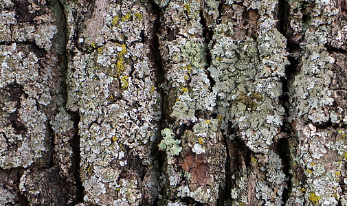 bark, trä, träd, Logga in, Barken, struktur, bakgrund