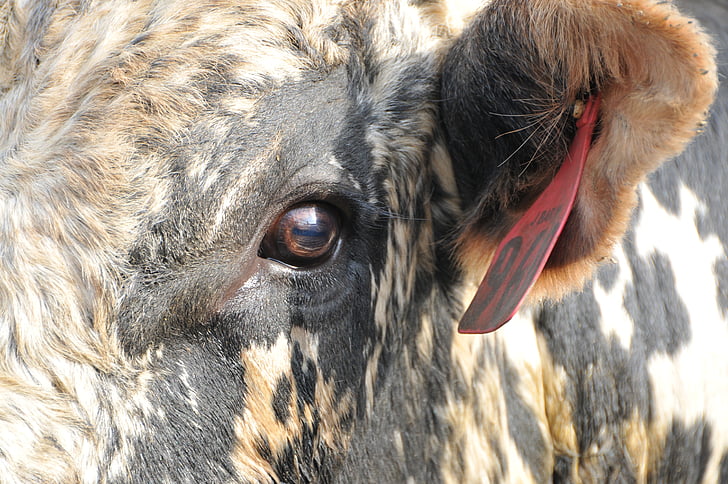 Toro, Rodeo, occhio di bue, bovino, mucca, animale, occidentale