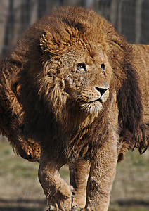 Lleó, cabellera, felí, Majestic, animal, Safari, salvatge