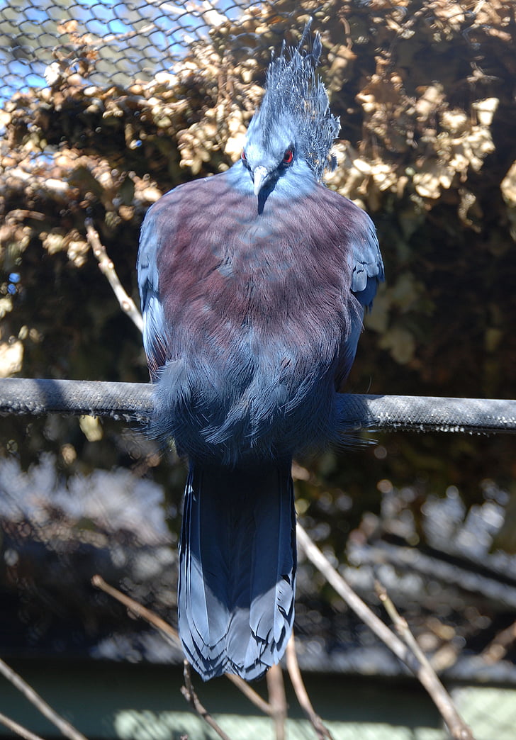 crowned pigeon, goura, bird, pigeon, blue, exotic, plumage