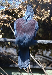 венценосный голубь, Венценосные голуби, птица, голубь, Голубой, экзотические, оперение