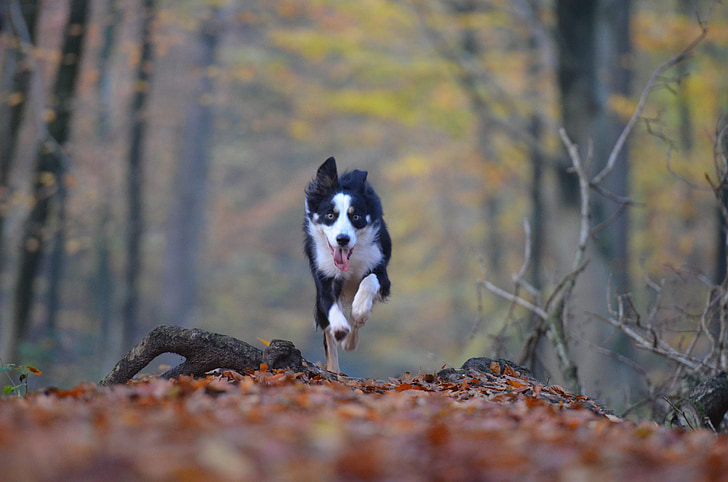 automne, chien, Running dog, Forest, feuilles, nature, border collie