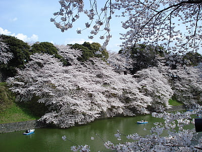 cherry blossoms, trees, spring, japan, sakura, season, nature