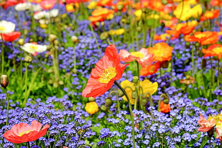 floare, floare, Close-up, colorat, pline de culoare, Flora, flori