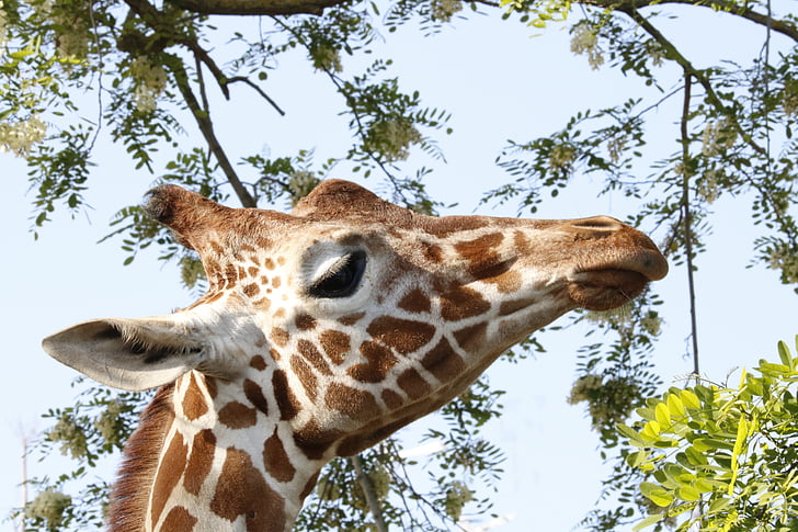 girafa, animal, zoològic, Àfrica, animals, cabell, salvatge
