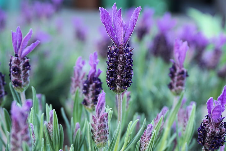 lavender, flowers, nature, purple, smell, garden, fragrance