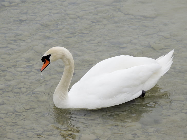 swan, cygnini, animal, bird, white, feather, lake