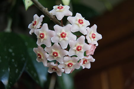 hoya, flower, houseplant, hoji flower, hoya carnosa, hoja pink, potted flower