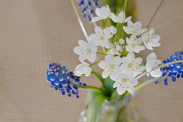 gėlės, puokštė, pavasarį, Pavasario gėlės, hiacintas, mėlyna, svogūnu/poru gėlė