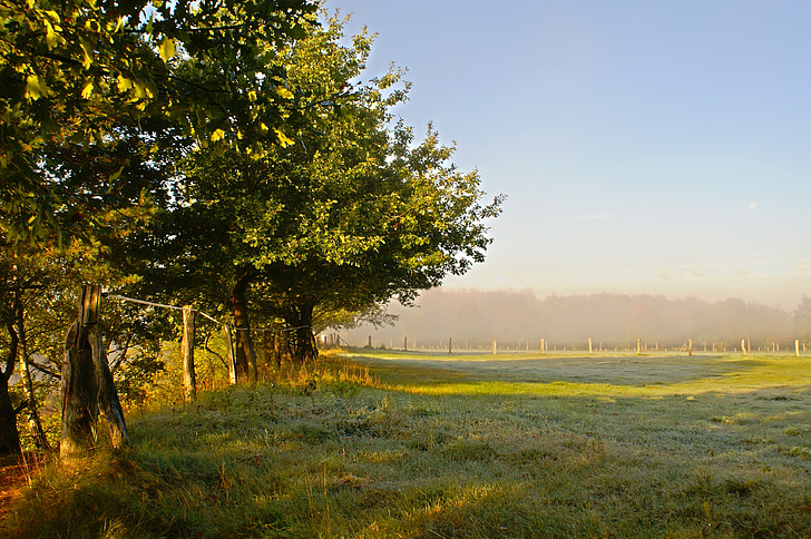 meadow, grass, nature, trees, morning