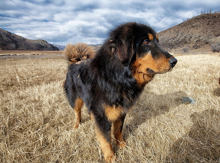 cão, cão da Mongólia, Prado, aldeia de Bogart, Outubro, Mongólia, animal