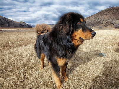 koer, Mongoolia koer, heinamaa, Bogart küla, oktoober, Mongoolia, looma