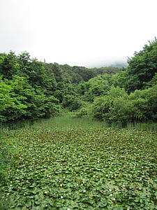 zelenost, Chartreuse, Příroda, lotosový list, Lotus, rybník, dřevo