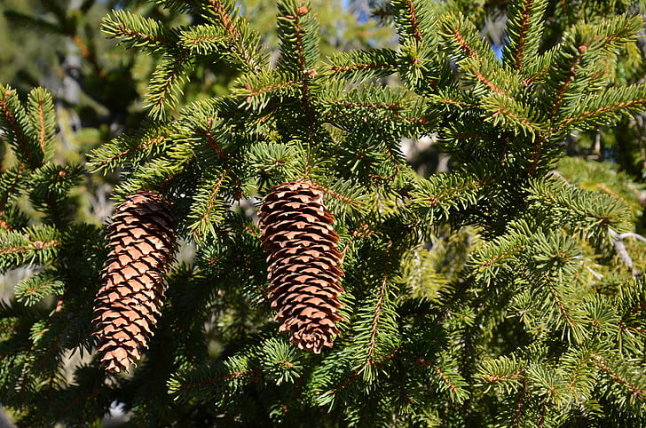 cones, forest, pine