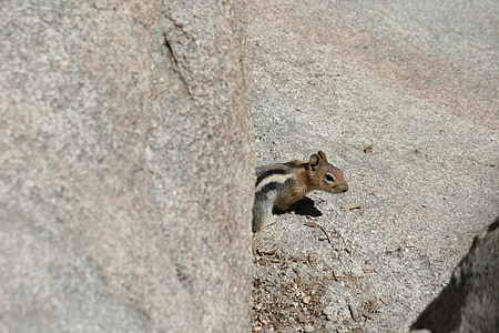 majhna severnoameriška veverica, critter, bitje, živali, srčkano, prosto živeče živali, veverica